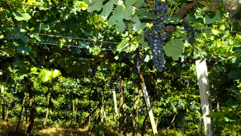 O que fazer em Caxias do Sul, cidade gaúcha repleta de atrações