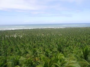 Praias de Maceió AL - Gunga (Foto Evandro Marque site www.passeios.org)