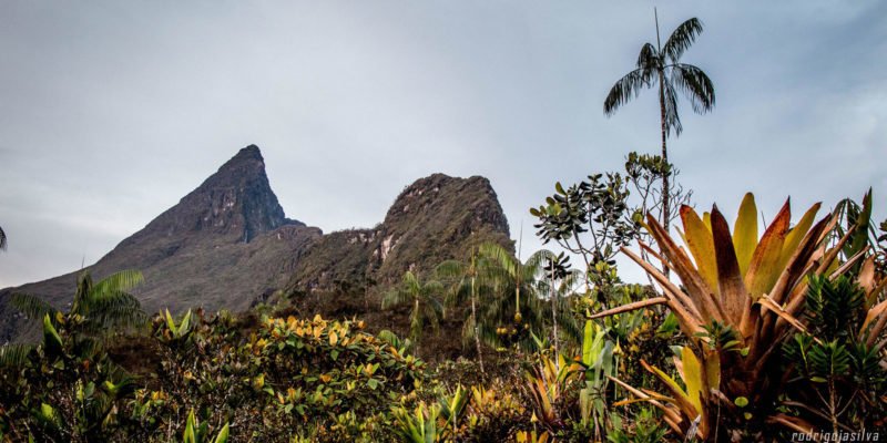 Parque Nacional do Pico da Neblina, maravilha amazonense