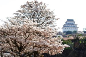 Assaí (foto https://www.assai.pr.gov.br/)