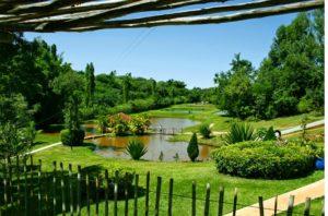 Cambará (foto http://www.viajeparana.com/Cambara)