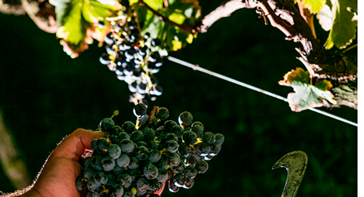 Colheita Noturna Vindima 2023 Vinhos Larentis / Divulgação