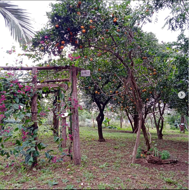Caminhos Aromas e Chás (imagem: Sítio Verde Aroma/Reprodução)