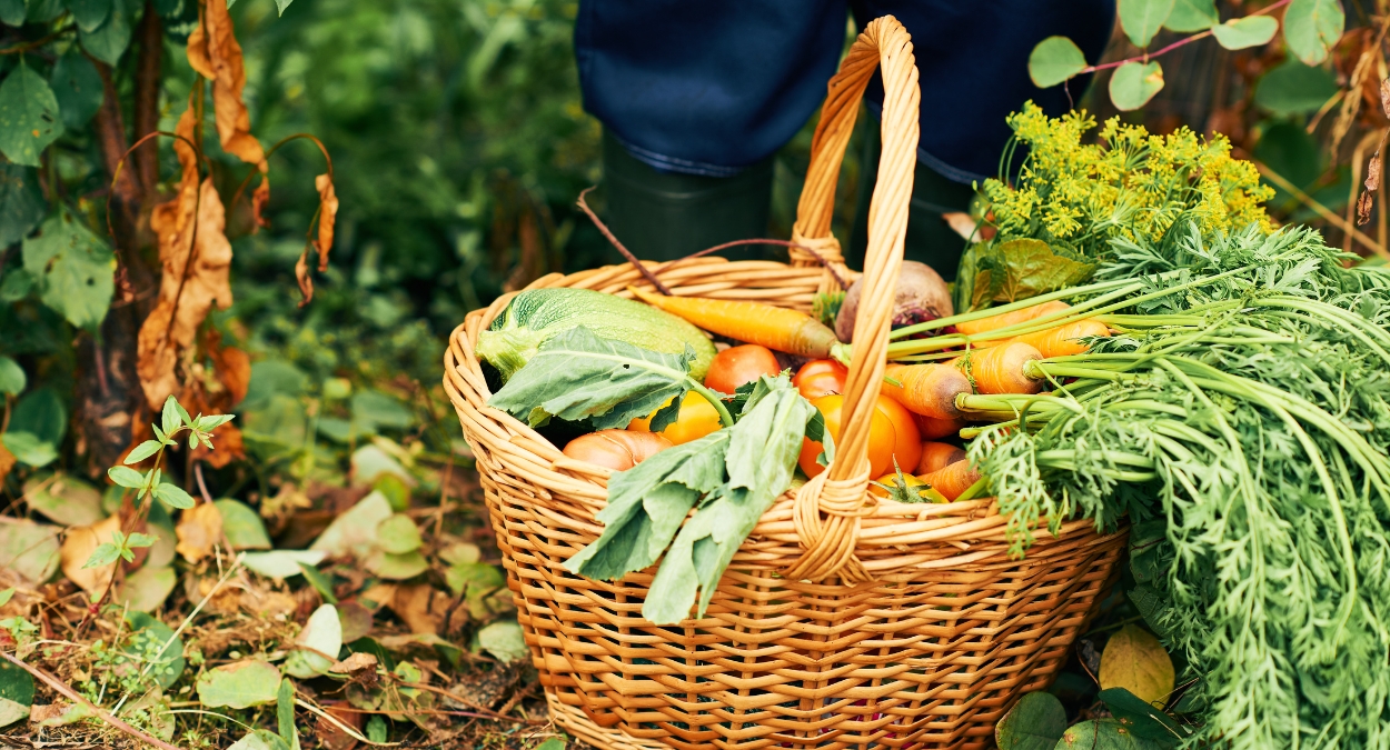 Foi divulgada a programação da Festa das Colheitas 2023, confira! (imagem: Canva)