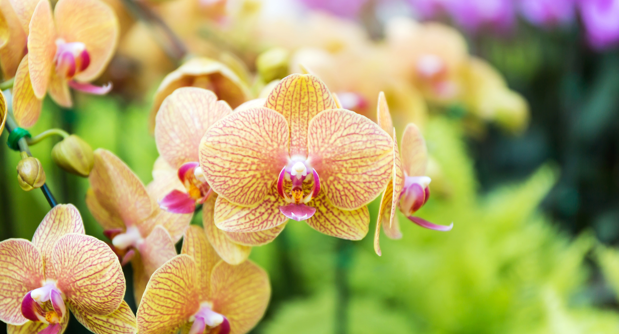 Nova atração de Gramado (imagem: Canva)