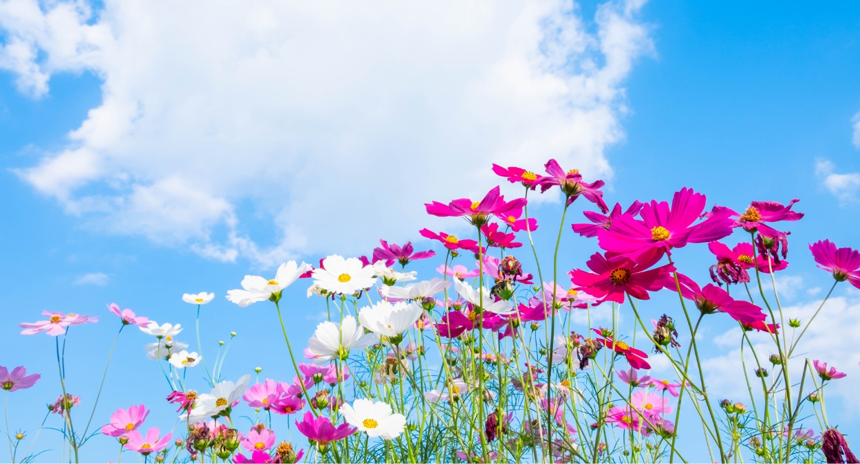 Expoflora 2023 em Holambra já tem datas definidas, confira! (imagem: Canva)