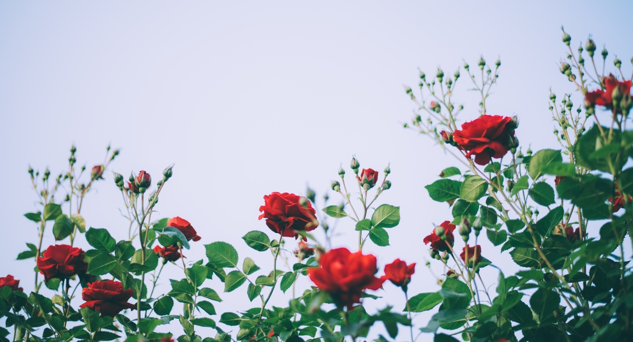 Rosas (imagem: Pixabay via Canva)