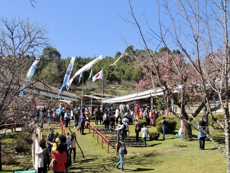 Festa da Cerejeira 2023 (imagem: Divulgação)