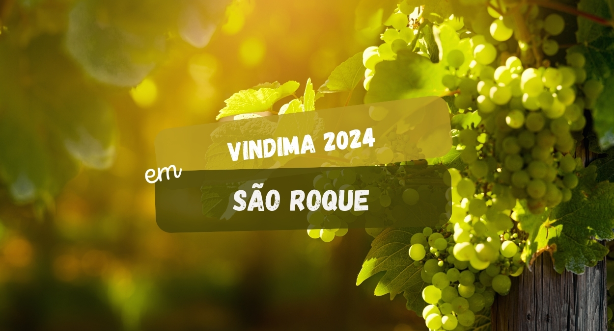 Vindima 2024 em São Roque (imagem: Canva)