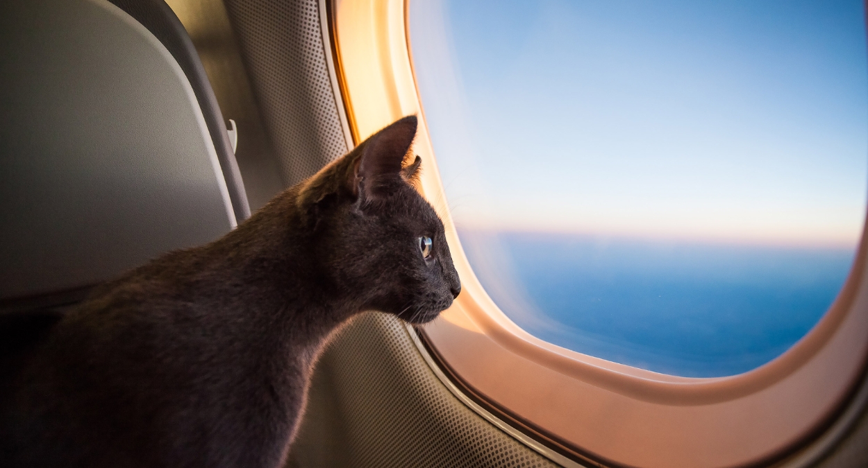 Pets em Aviões (imagem: Canva)