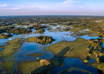 Pantanal em Corumbá (imagem: Canva)