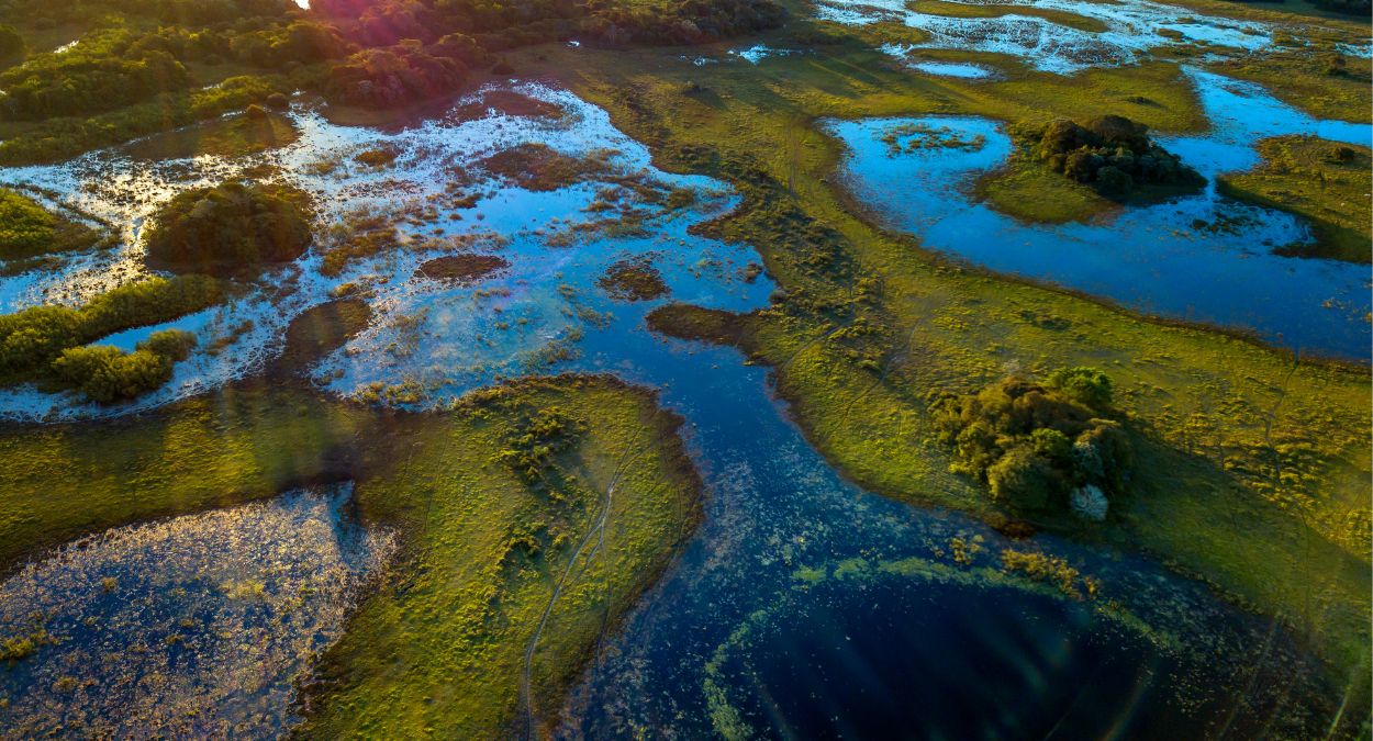 Pantanal (imagem: Canva)
