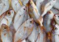 Festa Nacional do Peixe (imagem: Canva)