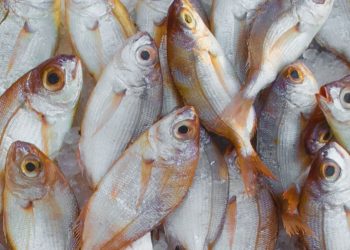 Festa Nacional do Peixe (imagem: Canva)