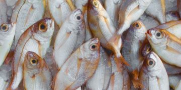 Festa Nacional do Peixe (imagem: Canva)