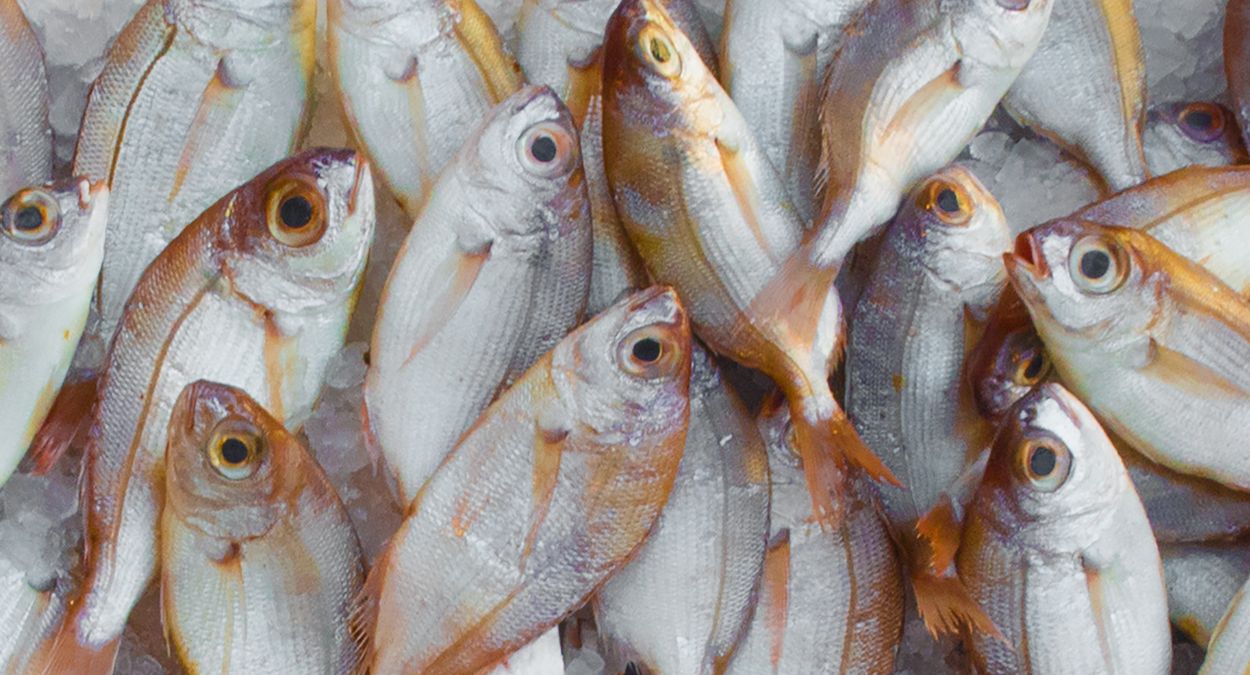 Festa Nacional do Peixe (imagem: Canva)