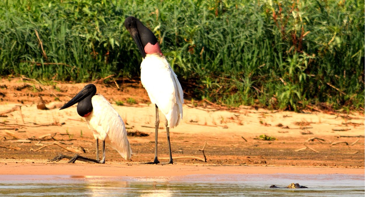 Tuiuiú (imagem: Canva)