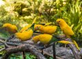 Parque das Aves (imagem: Canva)