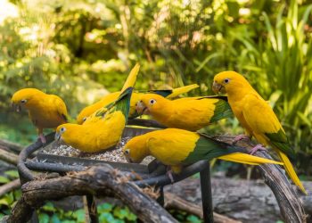 Parque das Aves (imagem: Canva)