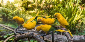 Parque das Aves (imagem: Canva)