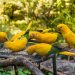 Parque das Aves (imagem: Canva)