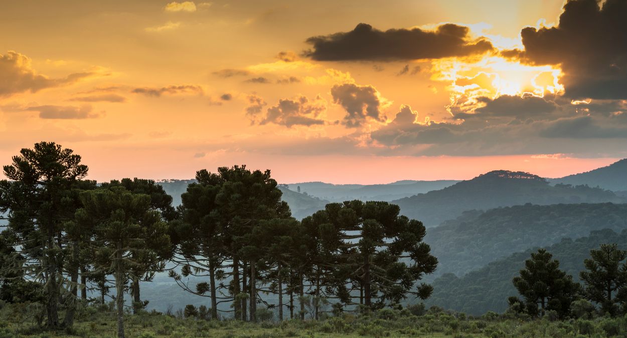 Urupema (imagem: Canva)