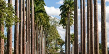 Parque em São José dos Campos (imagem: Canva)