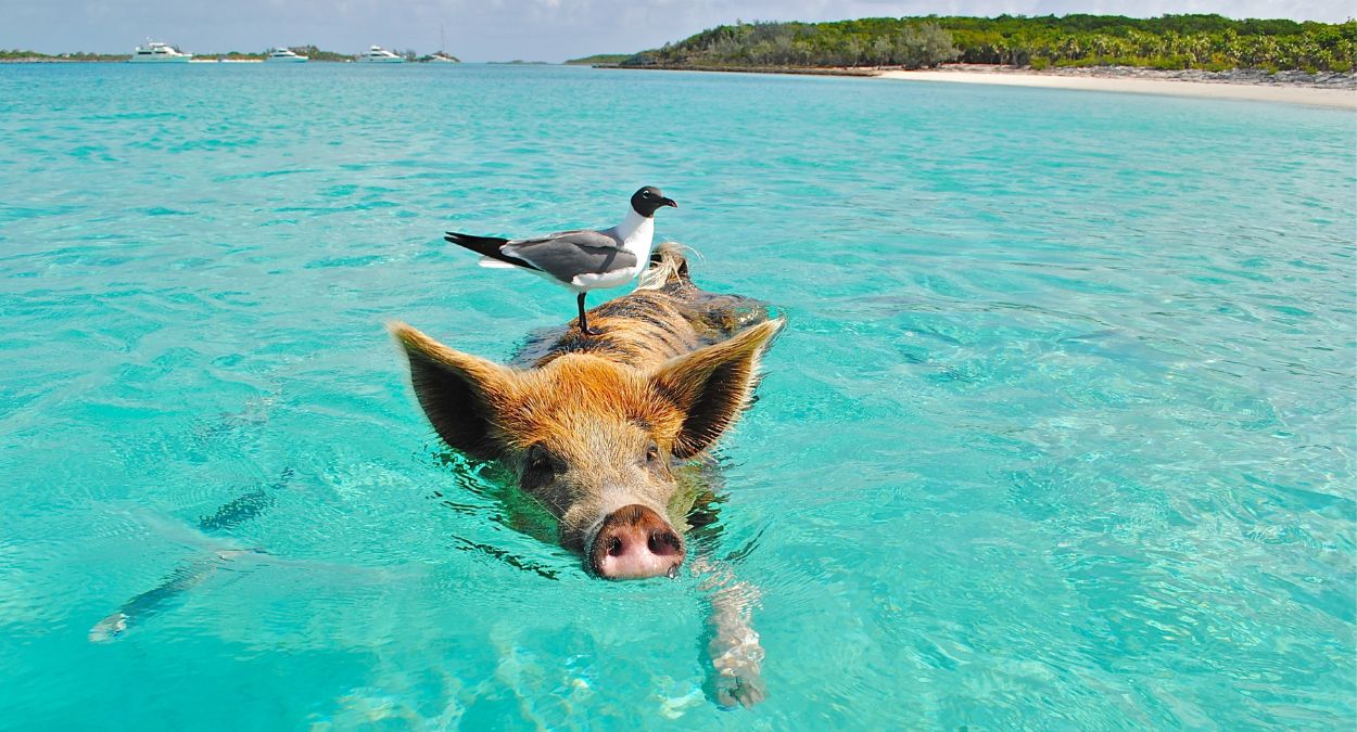 Exuma (imagem: Canva)