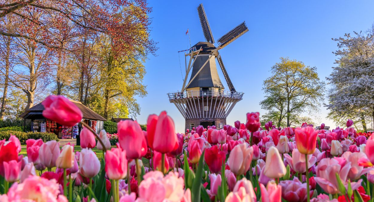 Lisse (imagem: Canva)