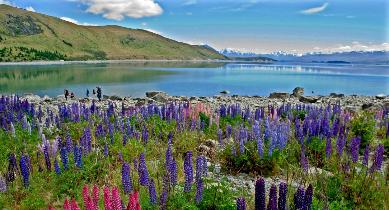 Wellington (imagem: Canva)