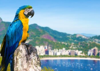 Rio de Janeiro (imagem: Canva)