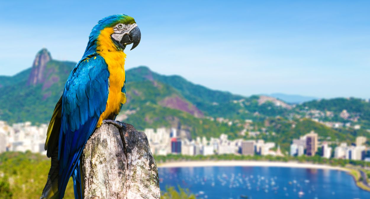 Rio de Janeiro (imagem: Canva)