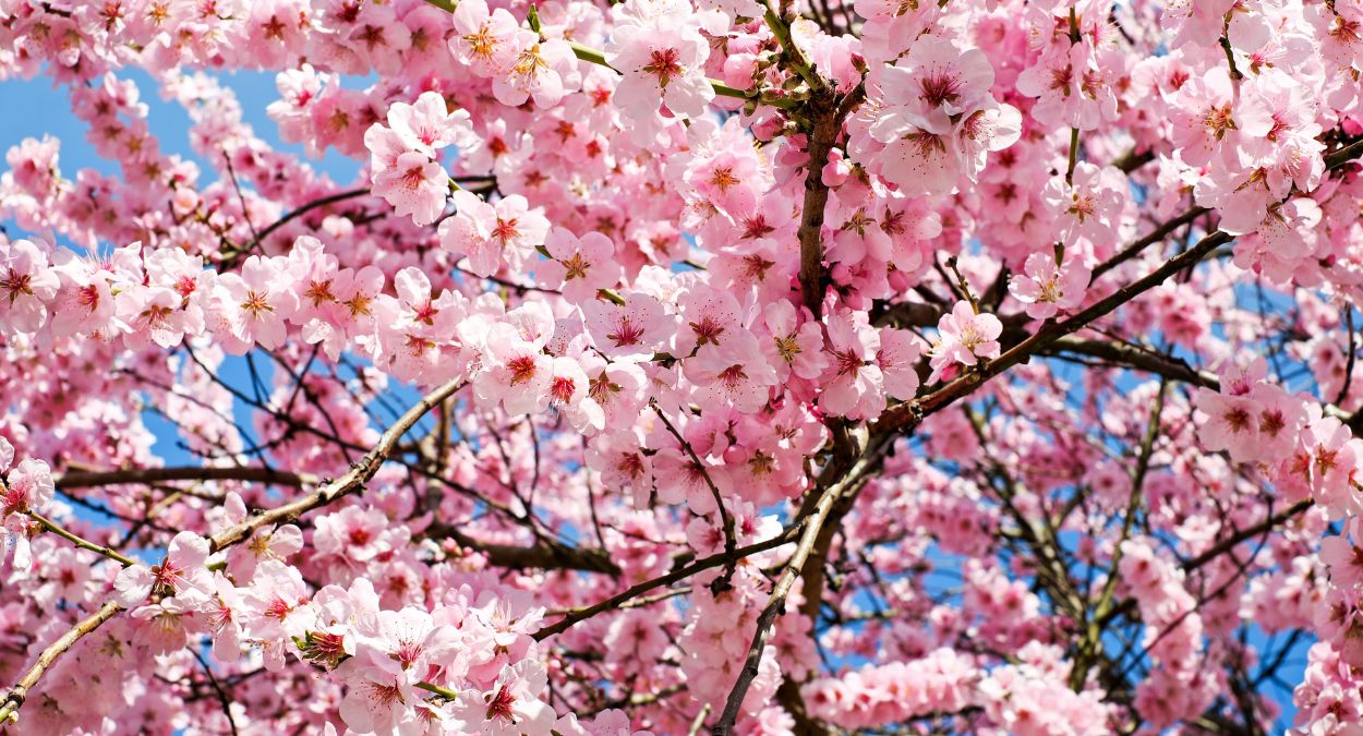 Cerejeira (imagem: Canva)