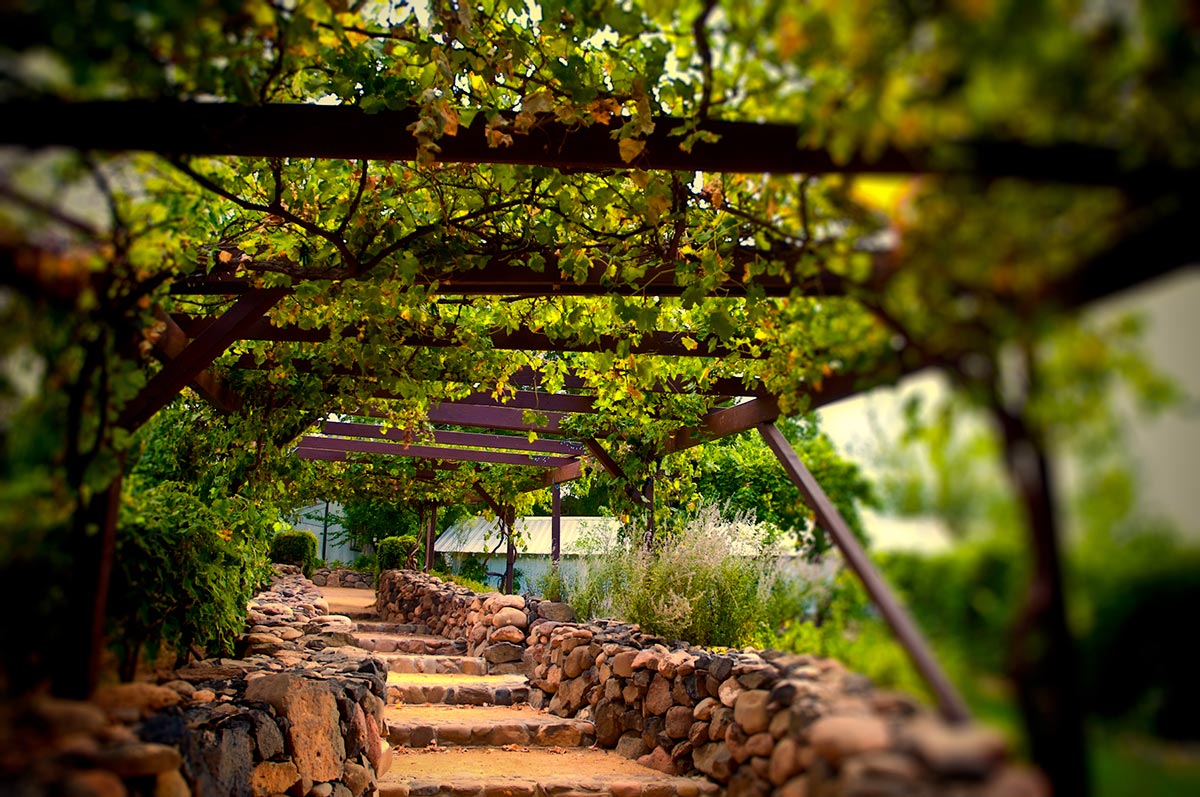 Roteiro do Vinho São Roque (imagem: Canva)