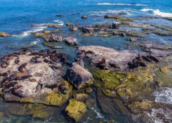 Ilha dos Lobos (imagem: Wikimedia Commons)