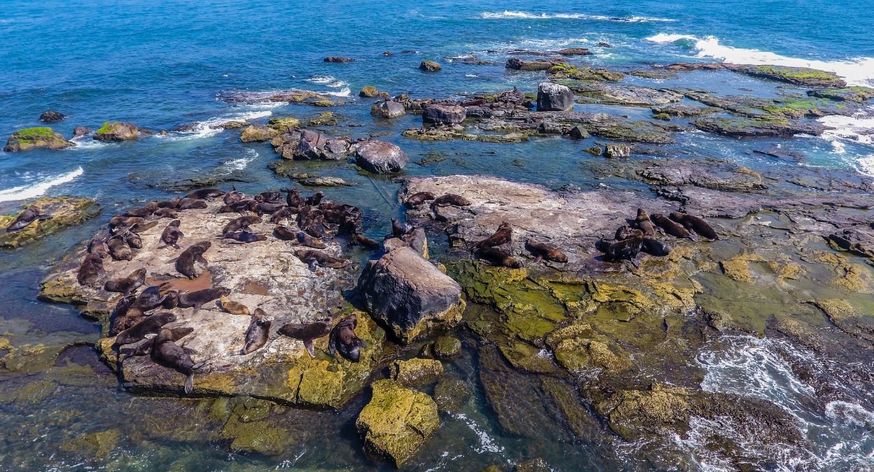 Ilha dos Lobos (imagem: Wikimedia Commons)