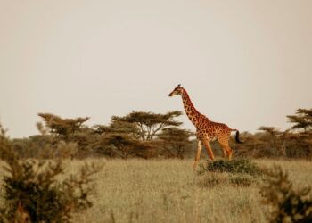 Safari (imagem: Canva)