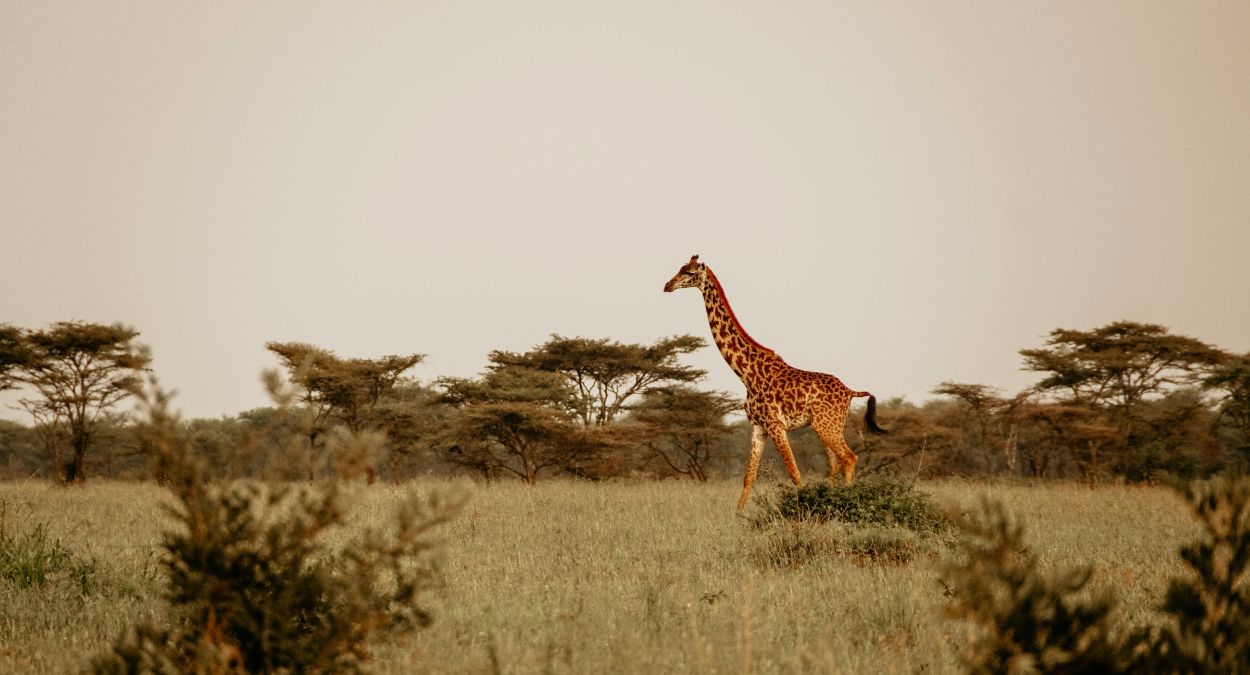 Safari (imagem: Canva)