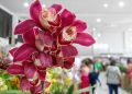 Expoflora 2026 em Holambra: Datas, atrações, ingressos e dicas