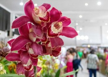 Expoflora 2026 em Holambra: Datas, atrações, ingressos e dicas