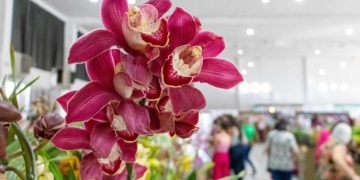 Expoflora 2026 em Holambra: Datas, atrações, ingressos e dicas