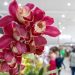 Expoflora 2026 em Holambra: Datas, atrações, ingressos e dicas