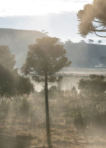 Serra Catarinense (imagem: Global_Pics de Getty Images via Canva)