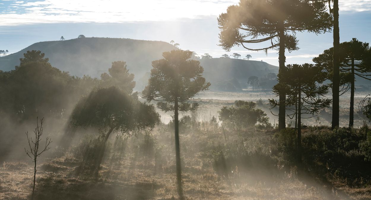 Serra Catarinense (imagem: Global_Pics de Getty Images via Canva)
