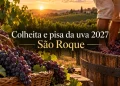 colheita e pisa da uva em são roque 2027