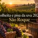 colheita e pisa da uva em são roque 2027